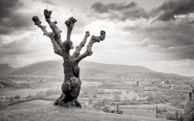 Tutte le voci del mondo