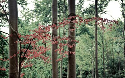 Foglie rosse