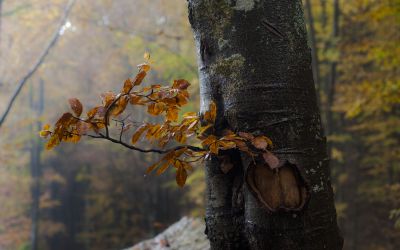 Dans le bois des  hêtres 