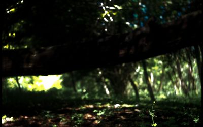 Mezz'ombra