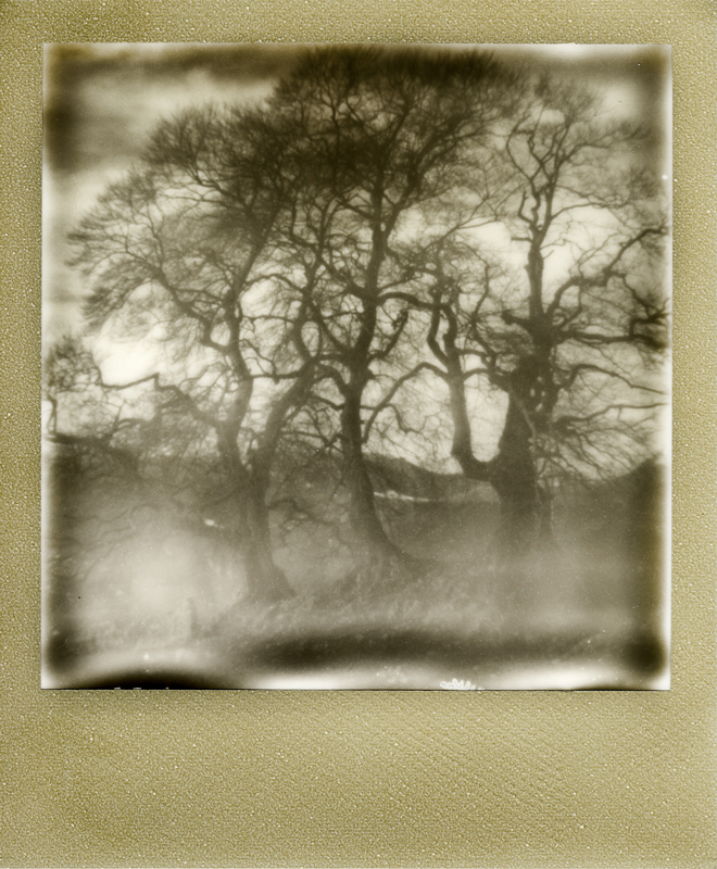 rid polaroid tre faggi003 2